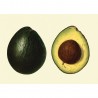 poster affiche avocat the dybdahl avocado