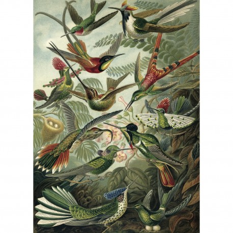 affiche vintage oiseaux the dybdahl trochilus